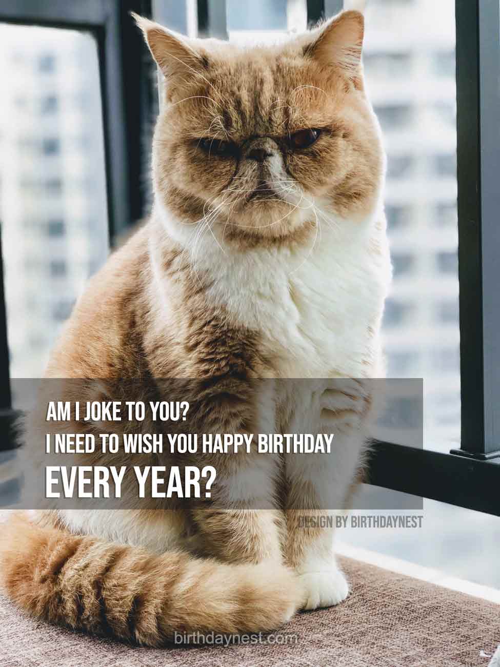 Cat Birthday Memes