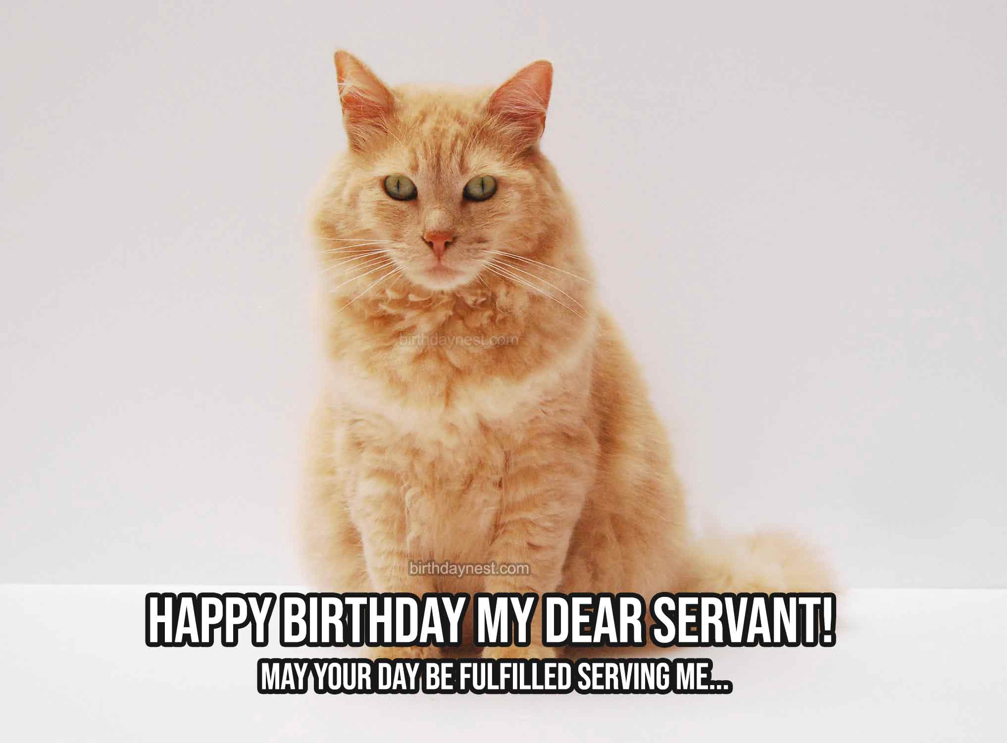 Cat Servant Birthday Meme