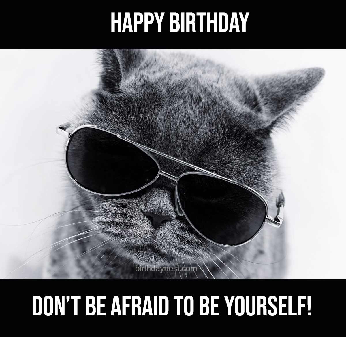 Cat With Sunglasses Birthday Meme