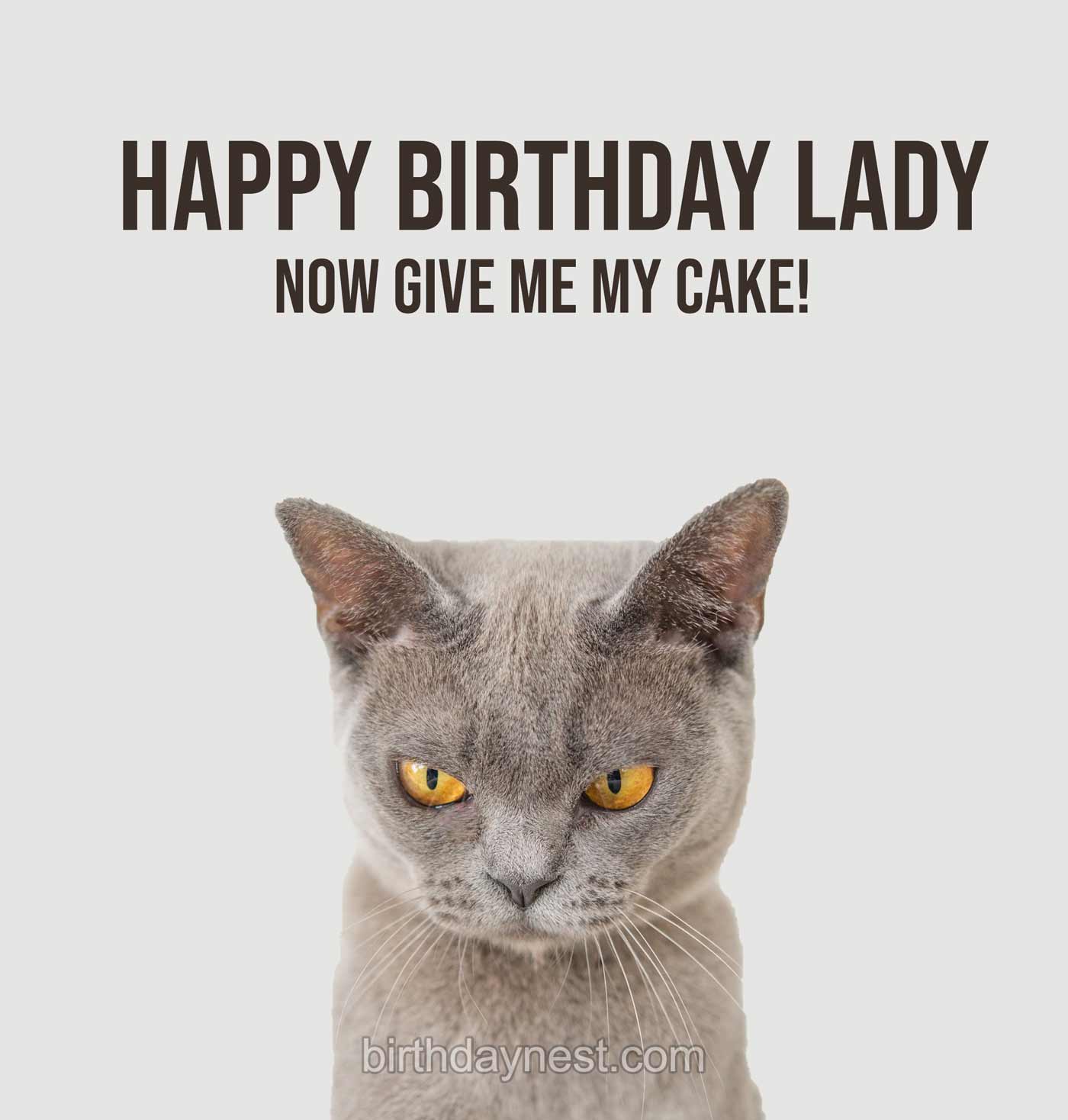 Happy Birthday Lady Cat Birthday Meme