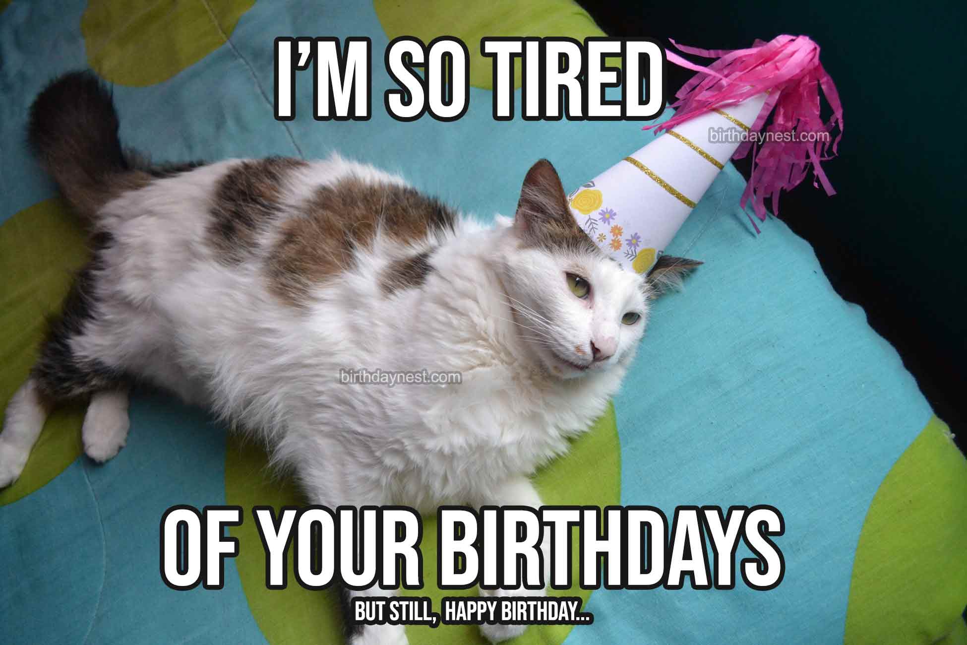 Lazy Cat Birthday Meme